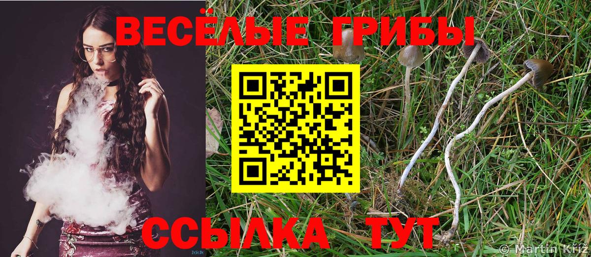Галлюциногенные грибы Psilocybe  Вход с VPN  Балашов 